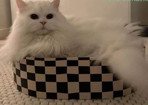 CATSITTER