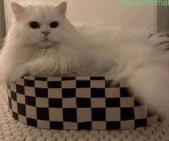 CATSITTER