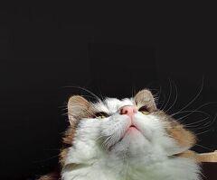CATSITTER - 3/3