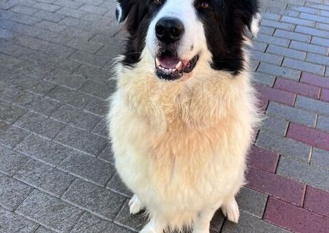  CANE METICCIO
