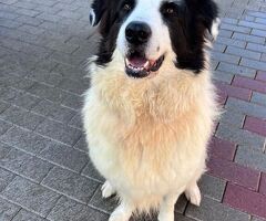  CANE METICCIO - 1/4