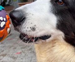  CANE METICCIO - 2/4
