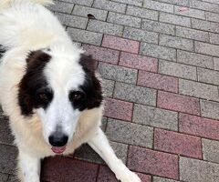  CANE METICCIO - 3/4