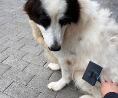  CANE METICCIO - 4/4