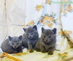 Certosini gatto - 2/4