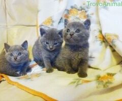 Certosini gatto - 4/4