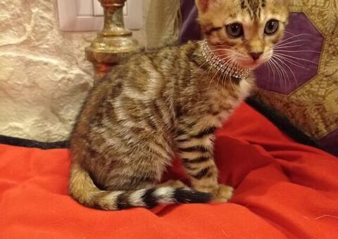 Bengala gatto