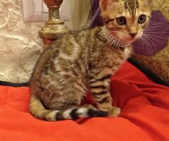 Bengala gatto