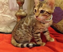 Bengala gatto - 2/4
