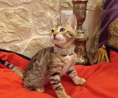 Bengala gatto - 4/4