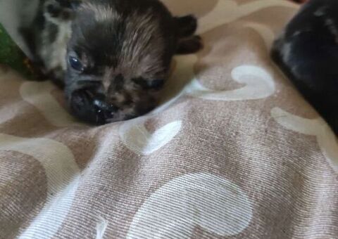 Bouledogue francese cuccioli