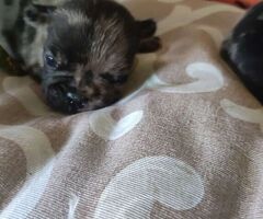 Bouledogue francese cuccioli - 1/4