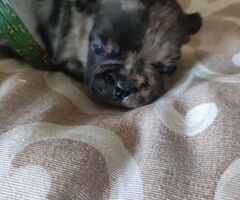 Bouledogue francese cuccioli - 2/4