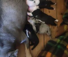 Bouledogue francese cuccioli - 3/4
