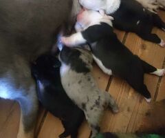 Bouledogue francese cuccioli - 4/4