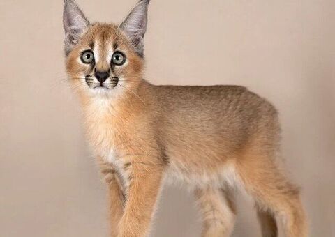 Gattino caracal disponibile