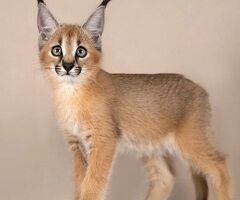 Gattino caracal disponibile