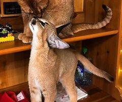 Gattino caracal disponibile - 2/4