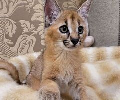 Gattino caracal disponibile - 3/4