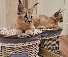 Gattino caracal disponibile - 4/4