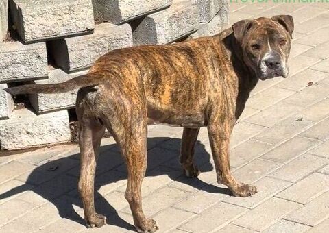  CANE METICCIO