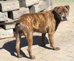  CANE METICCIO - 1/4