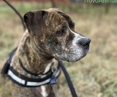  CANE METICCIO - 2/4