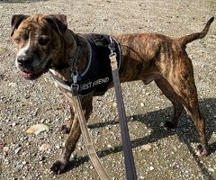  CANE METICCIO - 3/4