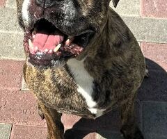  CANE METICCIO - 4/4