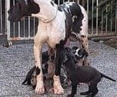 Alani neri grigi e arlecchini - 4/4