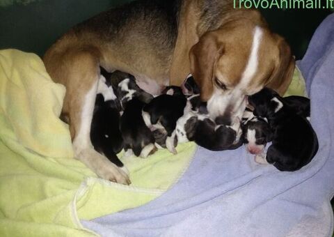 Beagle tricolore cuccioli