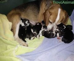 Beagle tricolore cuccioli - 1/2