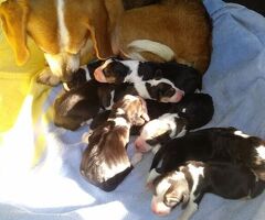Beagle tricolore cuccioli - 2/2