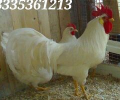 Galline livornesi bianche purissime in vendita - 2/3