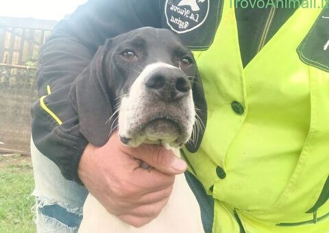 Pointer maschio 7 mesi