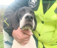 Pointer maschio 7 mesi