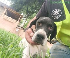 Pointer maschio 7 mesi - 2/4