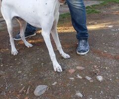 Pointer maschio 7 mesi - 3/4