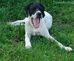 Pointer maschio 7 mesi - 4/4