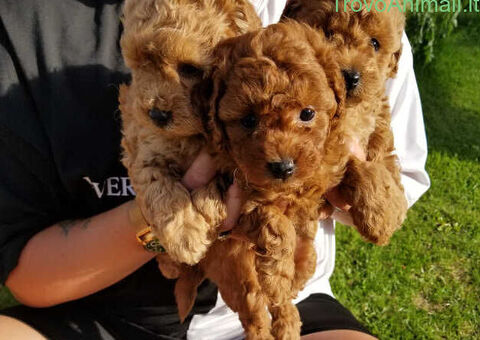  cuccioli di barboncino