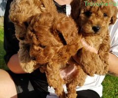  cuccioli di barboncino - 2/4