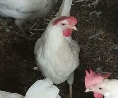 Uova feconde di Livornese bianca