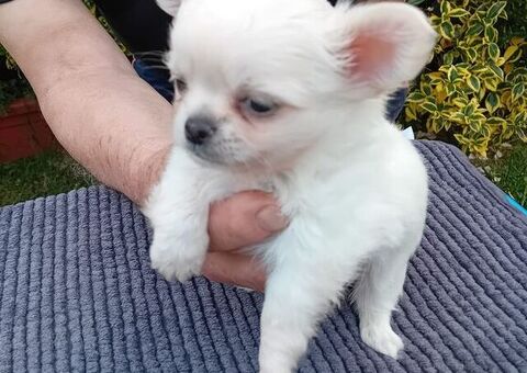 Chihuahua mini