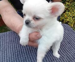 Chihuahua mini - 1/4
