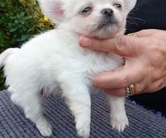Chihuahua mini - 3/4
