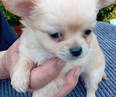 Chihuahua mini - 4/4