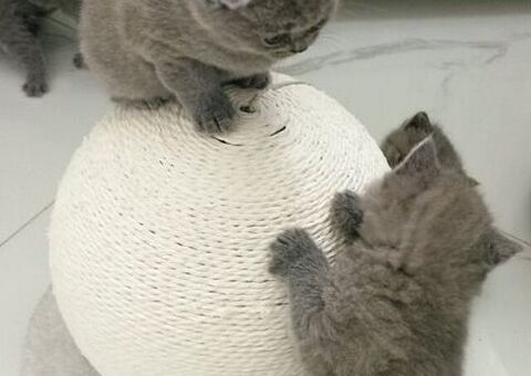 Gattini British shorthair