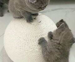 Gattini British shorthair - 1/2