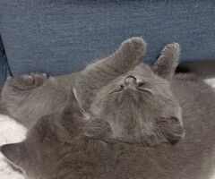 Gattini British shorthair - 2/2