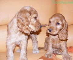 Cocker Spaniel cuccioli - 2/4